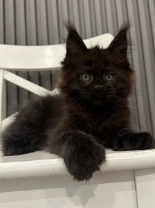 Quincy