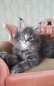 id:6245