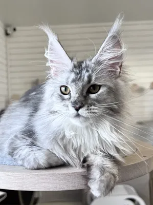 Maine Coon kitten