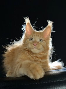 Lannister