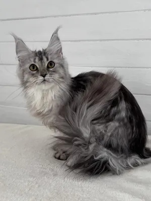 Maine Coon kitten