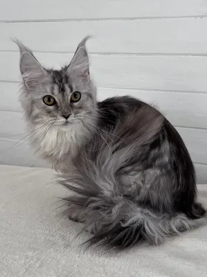 Maine Coon kitten