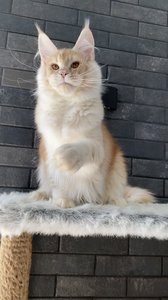 Oliver