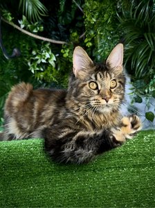 Isolde