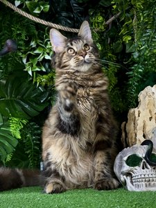 Isolde
