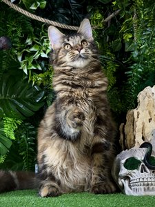 Isolde