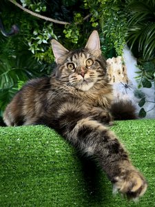 Isolde