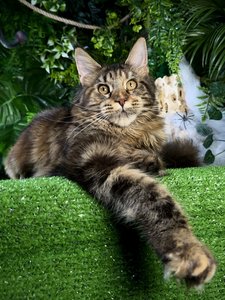 Isolde