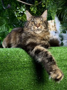 Isolde