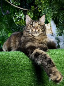 Isolde