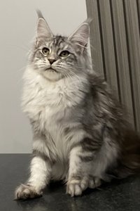 Pompadour