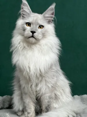 Maine Coon kitten