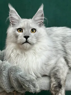 Maine Coon kitten